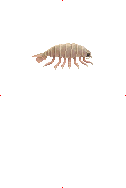 Bathynomus image from Dave the Diver Wiki