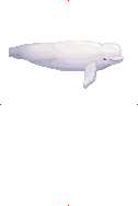 Beluga (GYAO!) image from Dave the Diver Wiki
