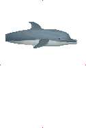 Indo-Pacific Bottlenose Dolphin image from Dave the Diver Wiki