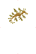 Leafy Seadragon image from Dave the Diver Wiki