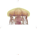 Lion's Mane Jellyfish image from Dave the Diver Wiki