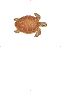 Loggerhead Turtle image from Dave the Diver Wiki