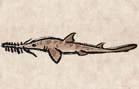 Long Nose Saw Shark image