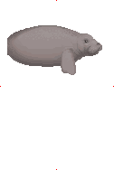 Manatee image from Dave the Diver Wiki