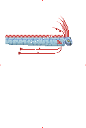 Oarfish image from Dave the Diver Wiki