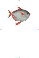 Opah image from Dave the Diver Wiki