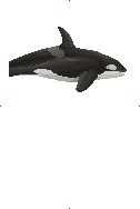 Orca image from Dave the Diver Wiki