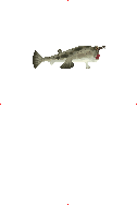 Red-Lipped Batfish image from Dave the Diver Wiki