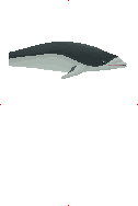 Southern Right Whale Dolphin image from Dave the Diver Wiki