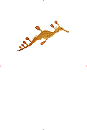 Weedy Seadragon image from Dave the Diver Wiki