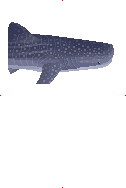 Whale Shark image from Dave the Diver Wiki