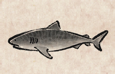 Tiger Shark Meat image from Dave the Diver Wiki