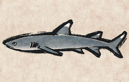 Whitetip Reefshark Head image from Dave the Diver Wiki
