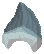 Tiger Shark Tooth image from Dave the Diver Wiki