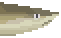 Blacktip Reef Shark image from NiaMeowDB