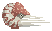 Chambered Nautilus image from NiaMeowDB