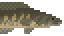 Striped Snakehead image from NiaMeowDB