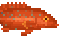 Coral Trout image from NiaMeowDB