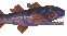 Dredge Fanged Cod image from NiaMeowDB