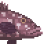 Dusky Grouper image from NiaMeowDB