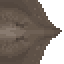 Giant Fresh Water Stingray image from NiaMeowDB