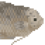 Giant Gourami image from NiaMeowDB