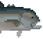 Giant Trevally image from NiaMeowDB