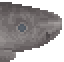Greenland Shark image from NiaMeowDB