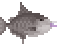 Grey Triggerfish image from NiaMeowDB