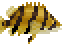 Indonesian Tiger Perch image from NiaMeowDB