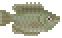 Kissing Gourami image from NiaMeowDB
