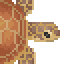 Loggerhead Sea Turtle image from NiaMeowDB
