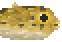 Longspine Porcupinefish image from NiaMeowDB