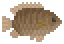 Malayan Leaffish image from NiaMeowDB