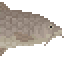 Malayan Mahseer image from NiaMeowDB