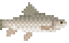 Mud Carp image from NiaMeowDB