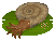Ammonite image from NiaMeowDB