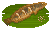 Channa Striata image from NiaMeowDB