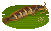 Clarias image from NiaMeowDB
