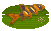 Clown Loach image from NiaMeowDB