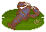 Crab Trap Common Yabby image from NiaMeowDB