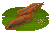 Fire Eel image from NiaMeowDB
