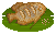 Giant Gourami image from NiaMeowDB