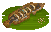 Giant Snakehead image from NiaMeowDB