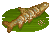Grass Carp image from NiaMeowDB