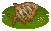 Gyrodus image from NiaMeowDB
