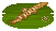Horse Face Loach image from NiaMeowDB
