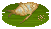 Moonlight Gourami image from NiaMeowDB