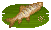 Mud Carp image from NiaMeowDB