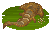 Parameteroraspis image from NiaMeowDB